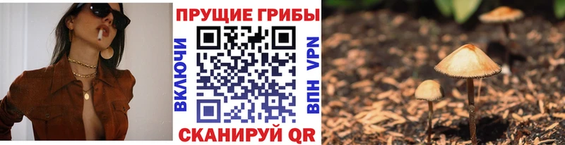 Псилоцибиновые грибы Psilocybe  сайты даркнета Telegram  Пикалёво 